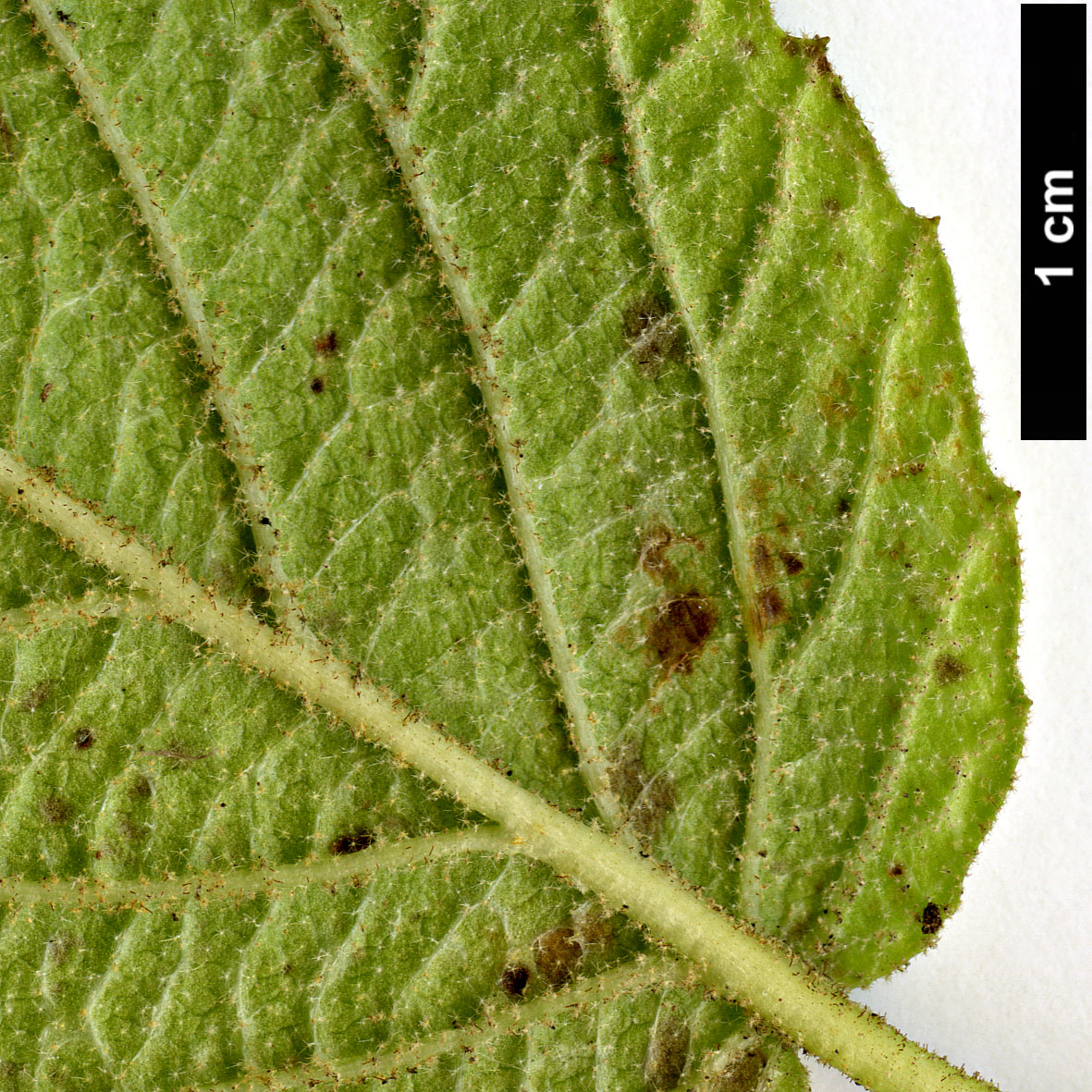High resolution image: Family: Adoxaceae - Genus: Viburnum - Taxon: glomeratum - SpeciesSub: subsp. glomeratum